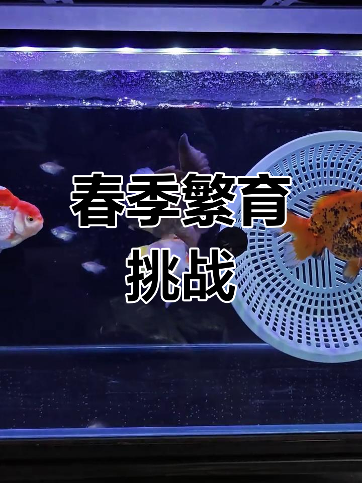 春季母鱼产卵,挑战繁殖泰狮,成败在此一举!