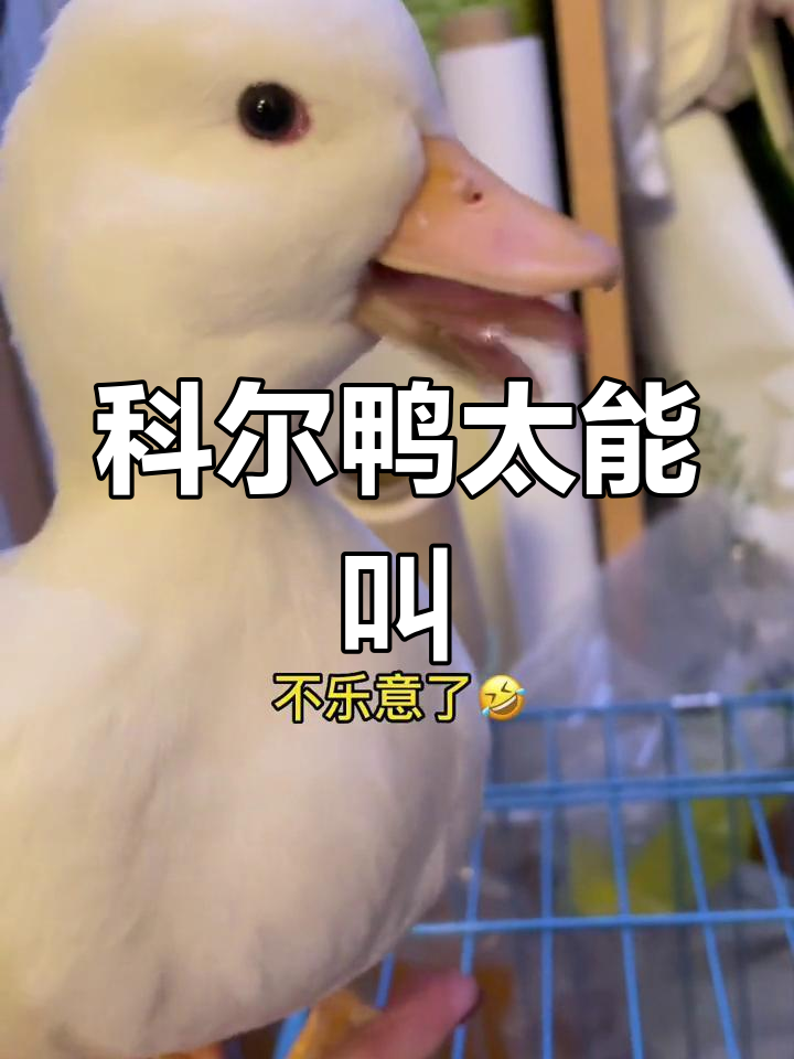 柯尔鸭的惊人叫声,30秒挑战