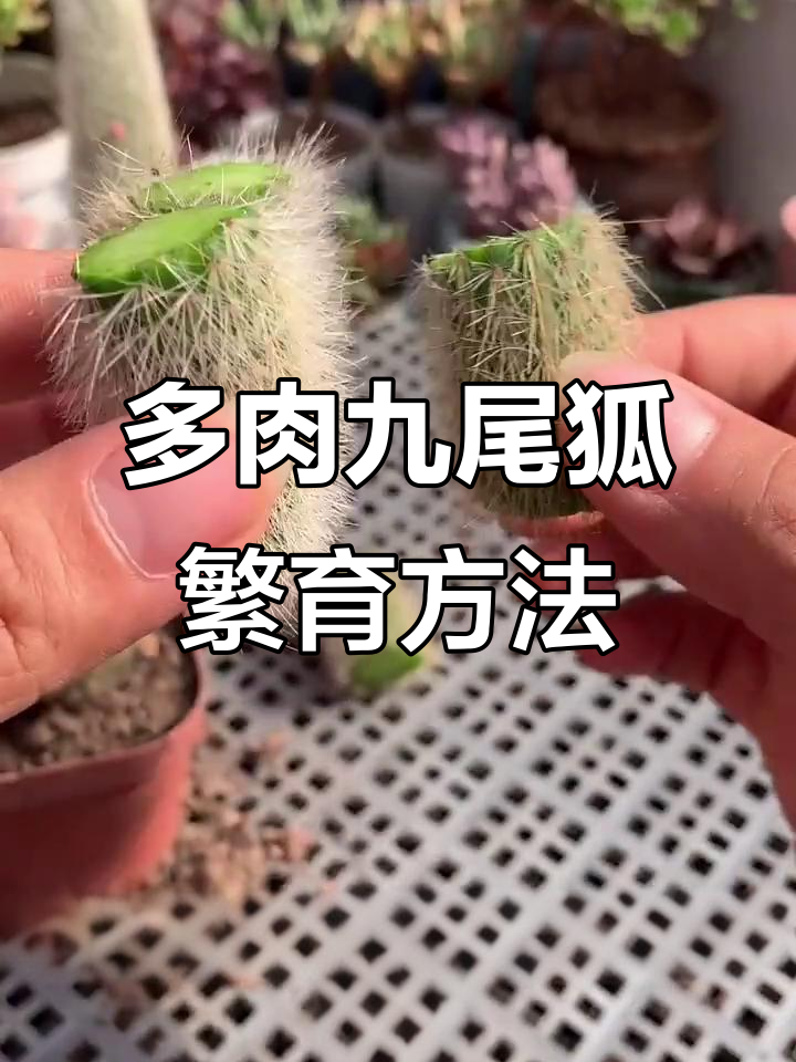 九尾狐多肉植物繁殖技巧,轻松砍头搞定!
