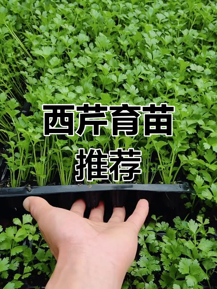 法国皇后西芹,幼苗茁壮,值得关注!