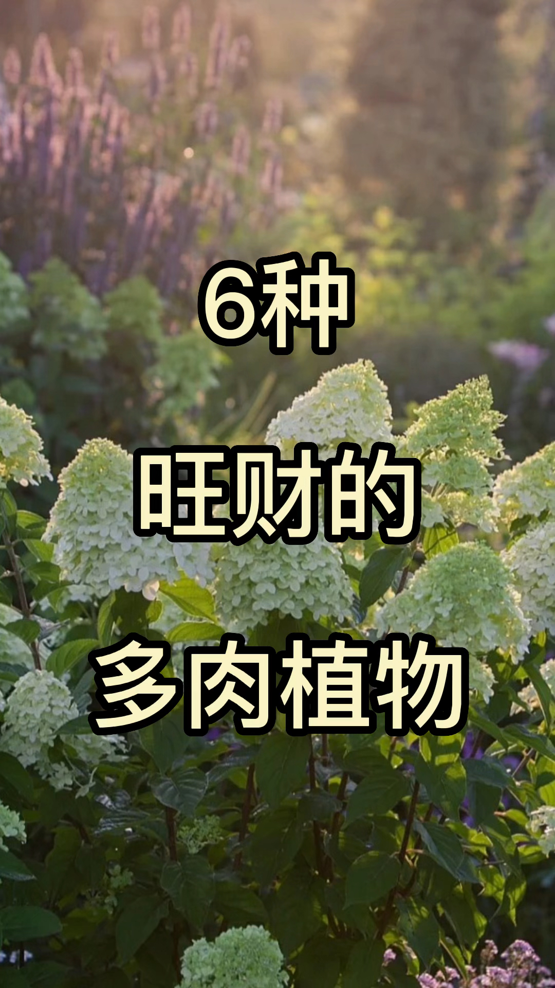 六种旺财的多肉植物