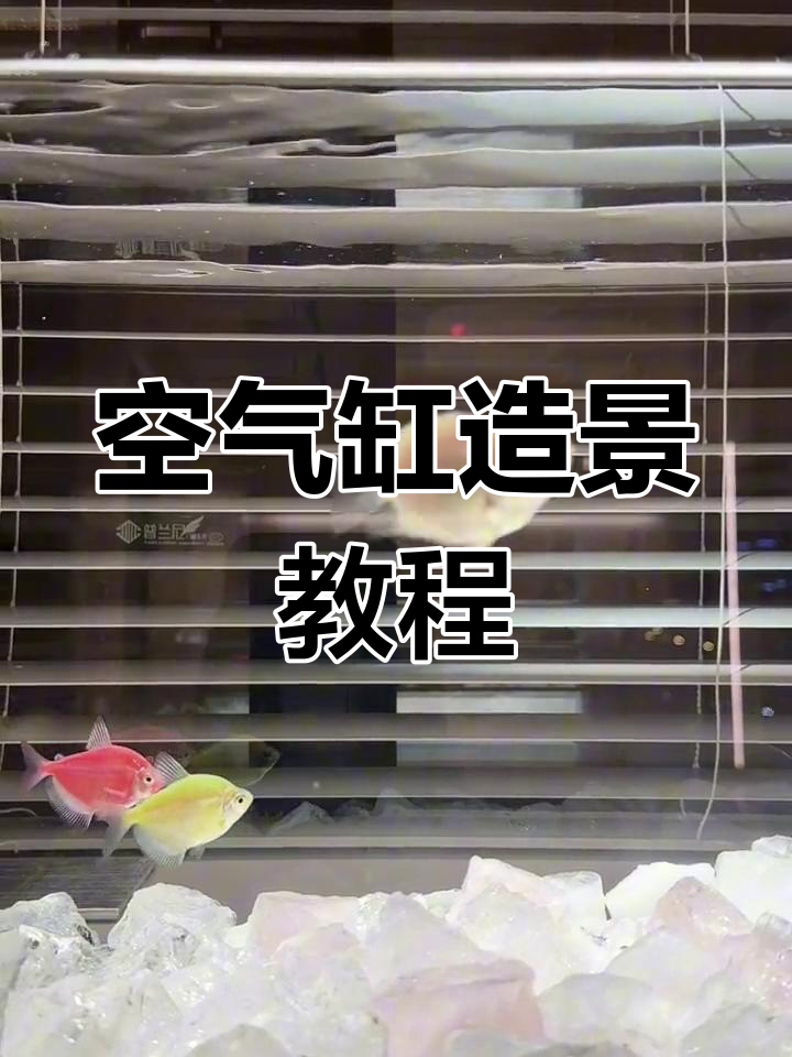 新手养鱼必备:空气缸开缸全攻略