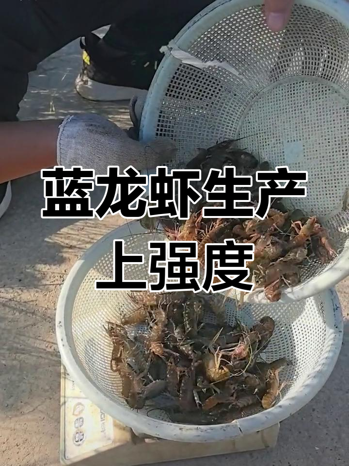 澳洲淡水龙虾养殖季启动,元旦前后上市