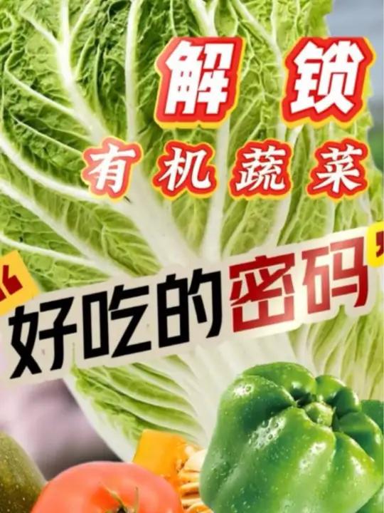 立冬过后,大白菜就成了北方人心头的“白月光”。在北菜园有机蔬菜基地的冷棚里一片绿意盎然。在