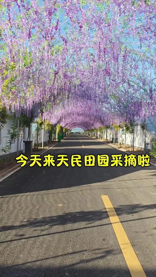 遛娃一站式体验!假期体验了一下武清区的天民田园,感受到了采摘的快乐,玩累了直接去新开的大运