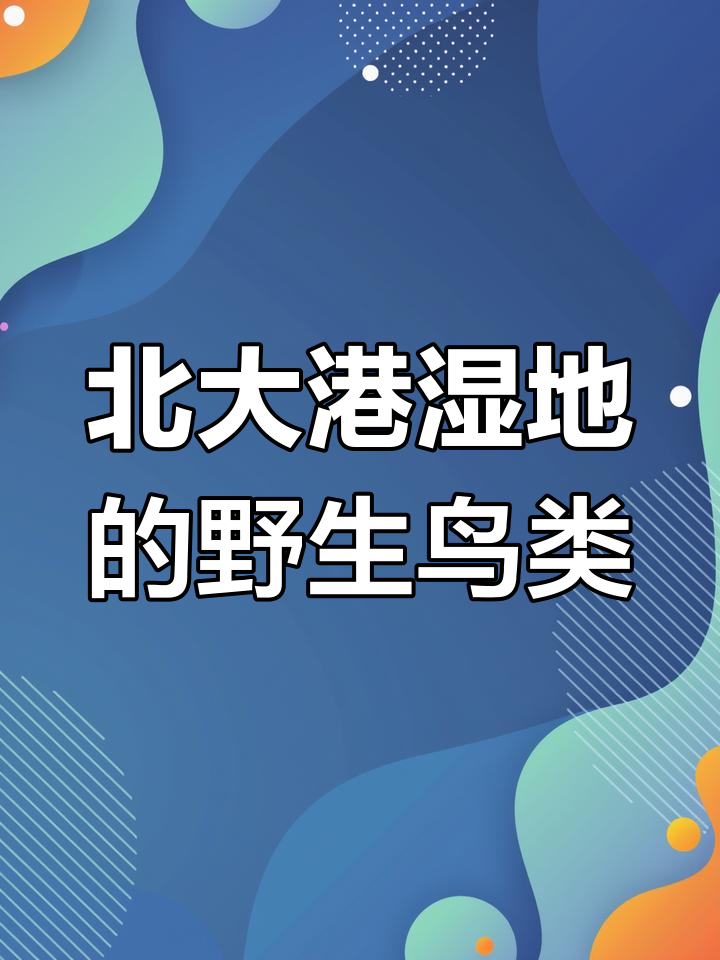 北大港湿地凤头麦鸡,野鸟零距离接触
