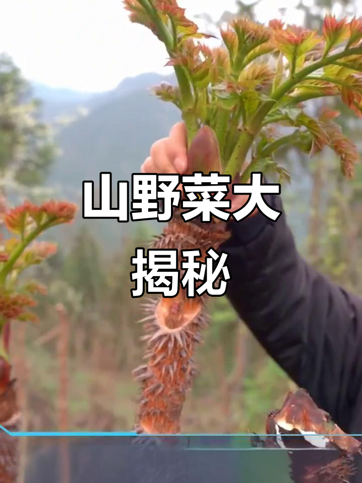 你吃过这些山野菜吗?刺嫩牙、猫爪菜,广东菜的独特美味