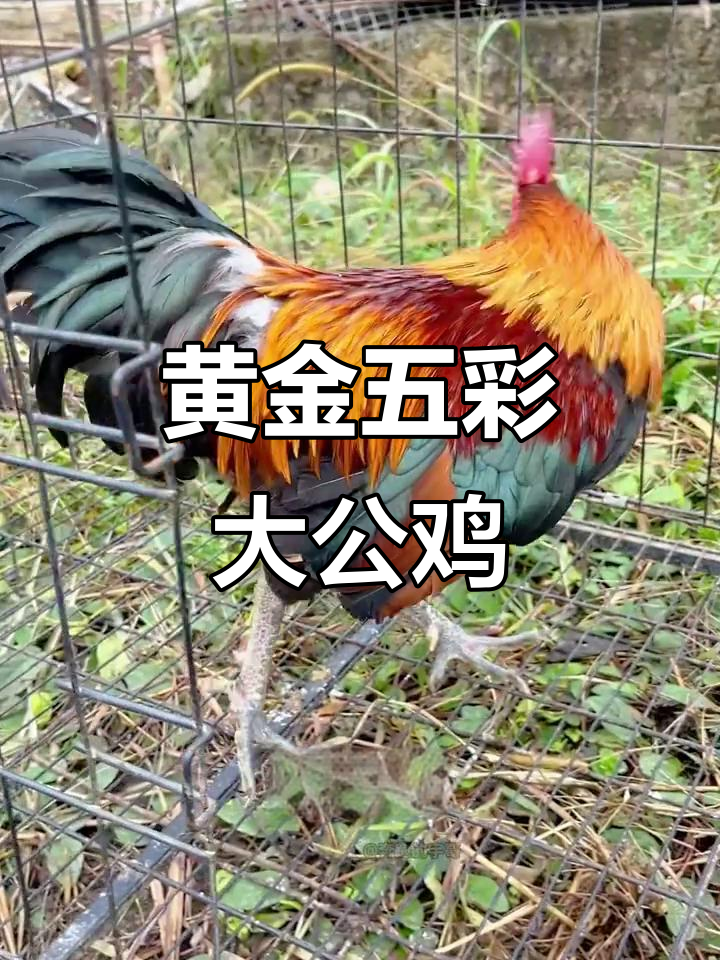 贵州黄金五彩大公鸡,品相如何?价格真让人头疼