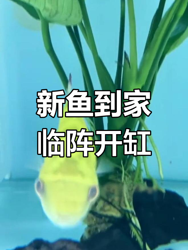 绿翡翠狗头鱼到货,开缸准备大揭秘