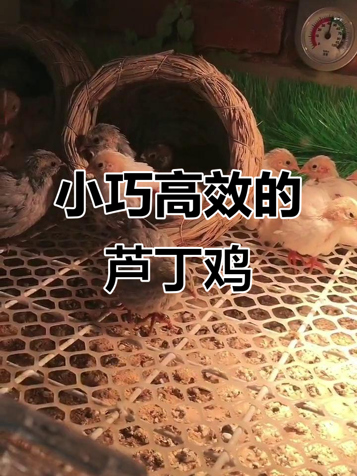 芦丁鸡:迷你高产蛋机,四十五天就能开始产蛋