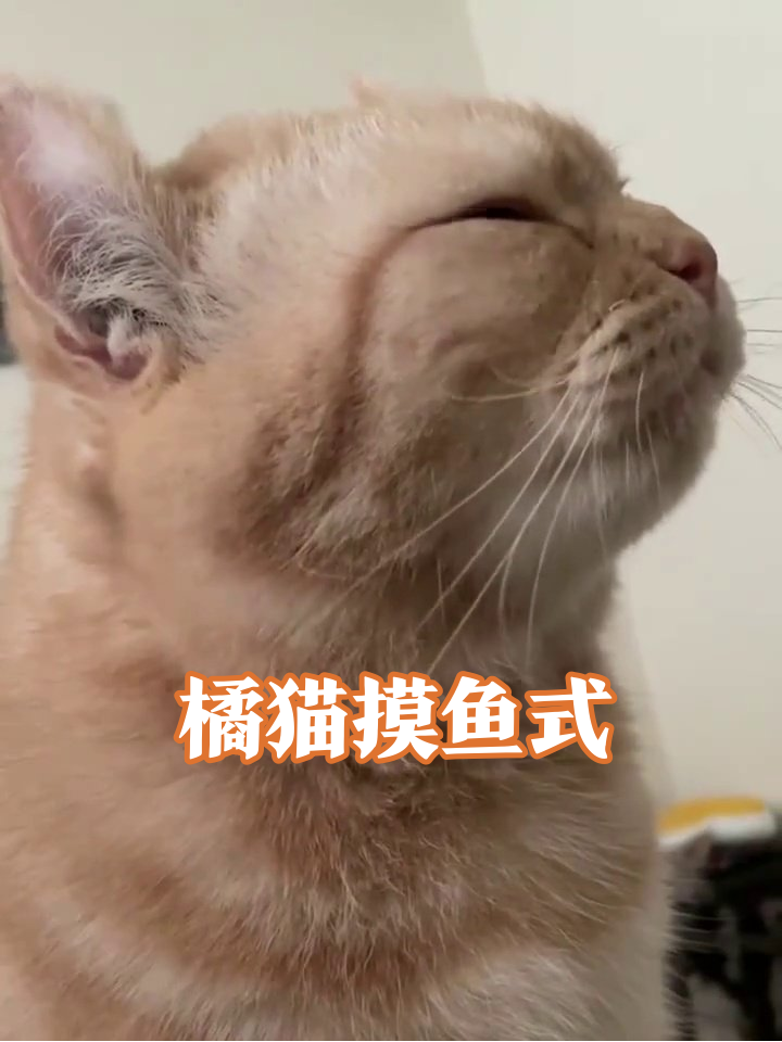 橘猫仰头眯眼一脸享受,这表情像极了摸鱼的我!