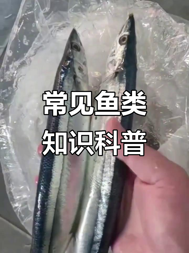 各种鱼类大揭秘:从烟管鱼到马烤鱼的全方位介绍