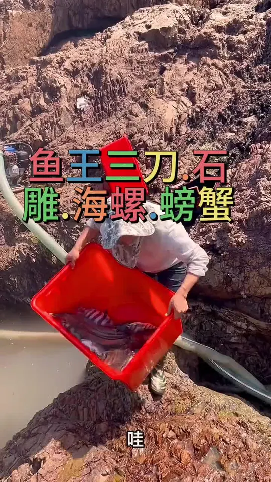 今天抓到名贵鱼种,有鱼王三刀鱼和石雕鱼!
