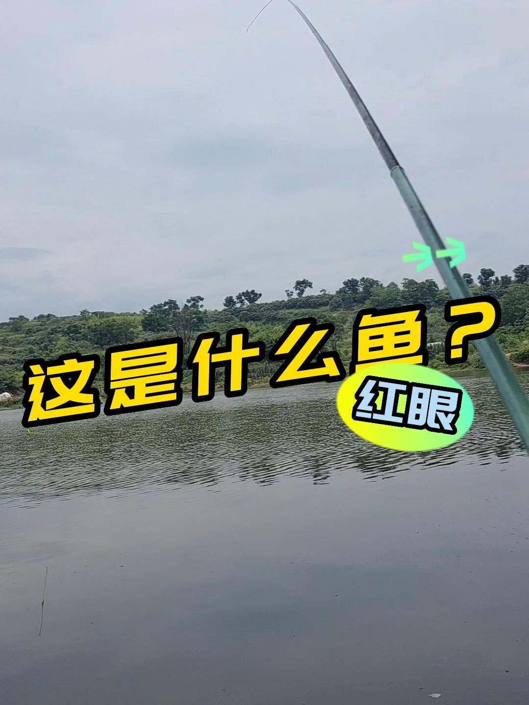 长得像草鱼的鱼红眼鱼,红眼鱼的钓法