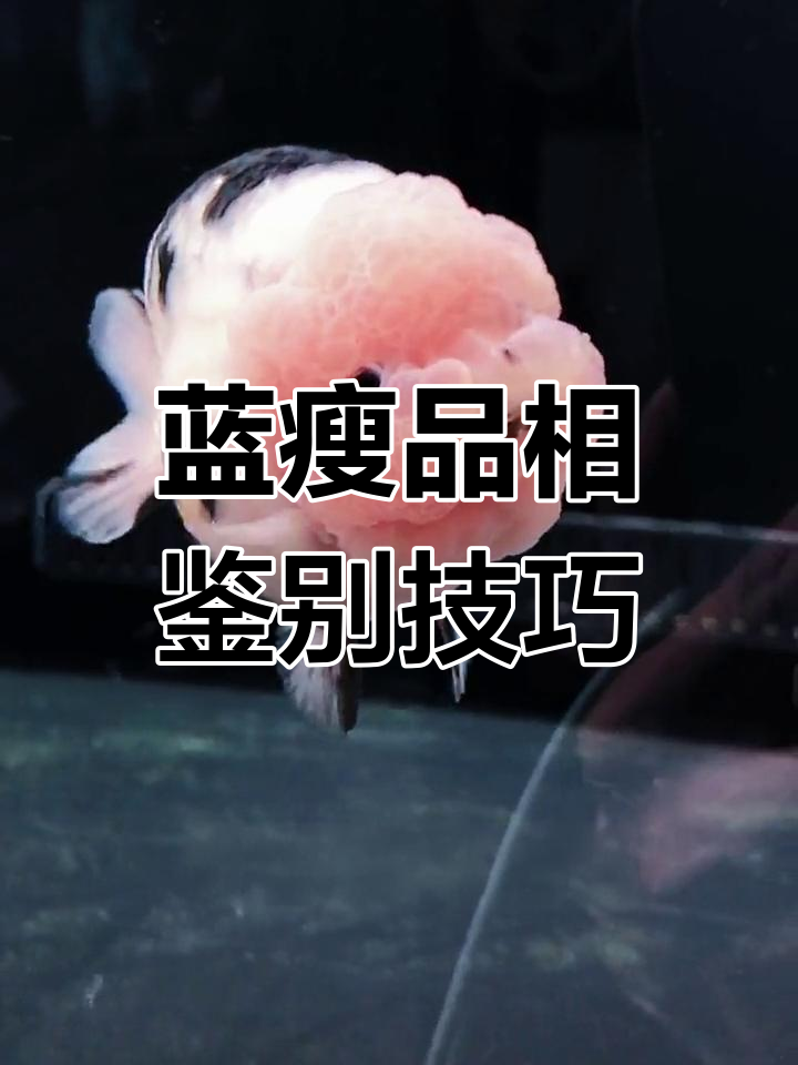 如何挑选高品质兰寿金鱼