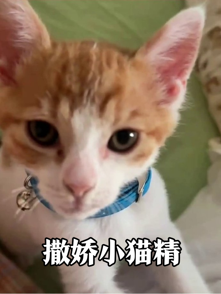 橘白小猫自带表情包!打哈欠+翻肚皮萌化了