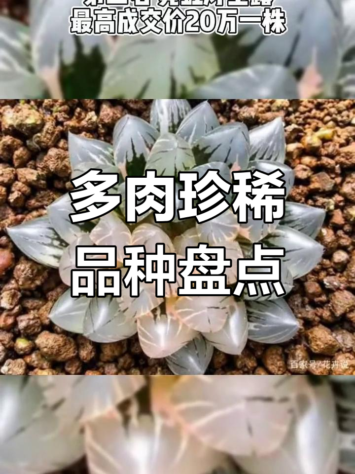稀有珍贵多肉植物大揭秘,价格惊人!