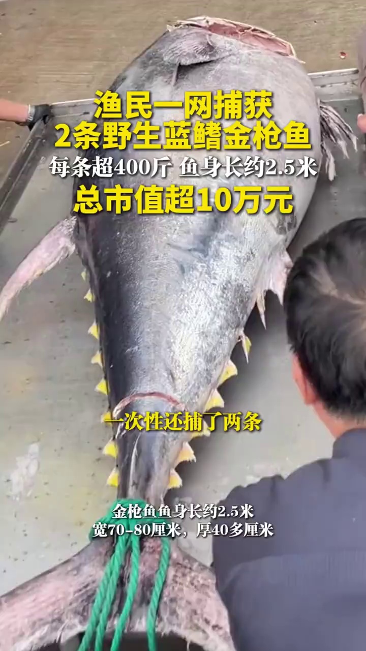 渔民一网捕获2条野生蓝鳍金枪鱼，每条超400斤，鱼身长约2.5米，总市值超10万元