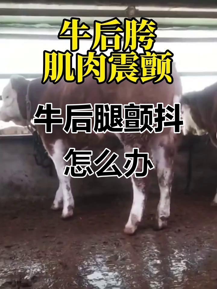 牛后驱肌肉震颤原因分析,如何判断与治疗