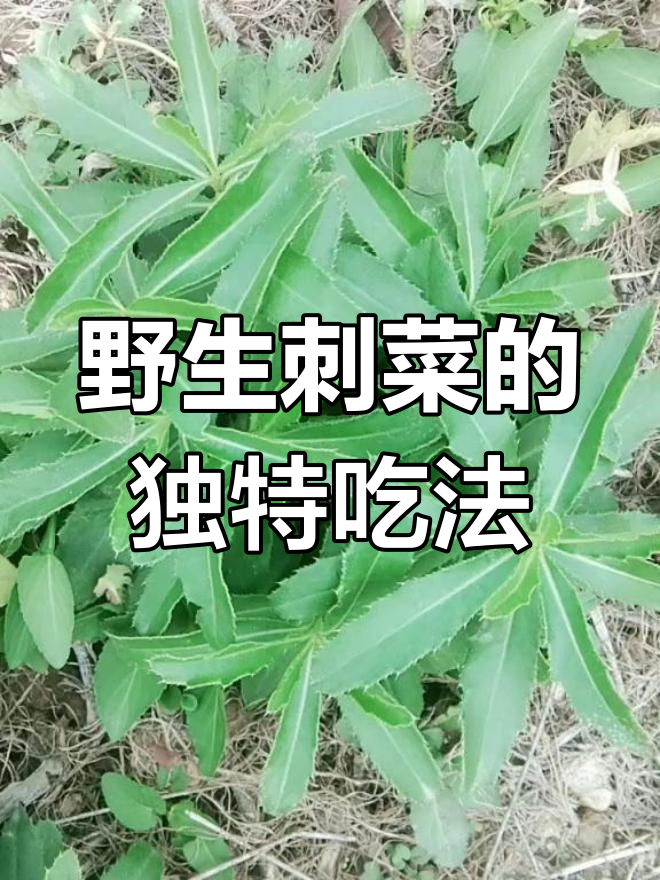 刺菜凉拌晒干都好吃,田间地头常见却鲜为人知