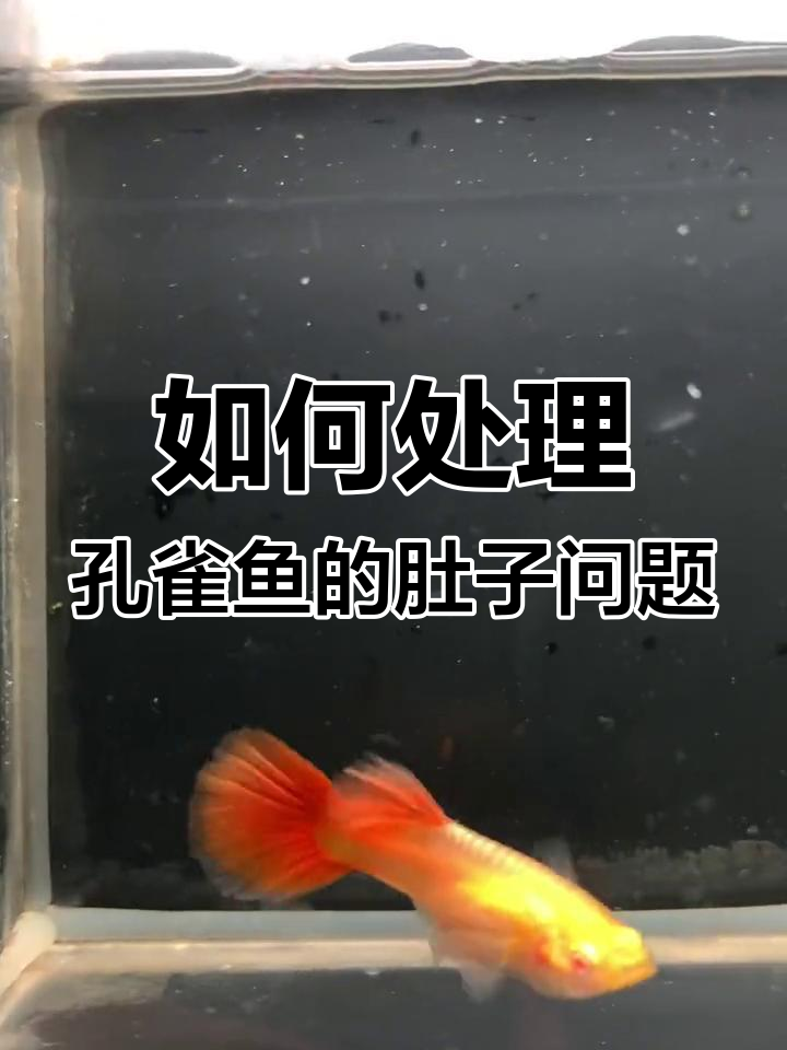 孔雀鱼卵巢升空怎么办?教你如何应对