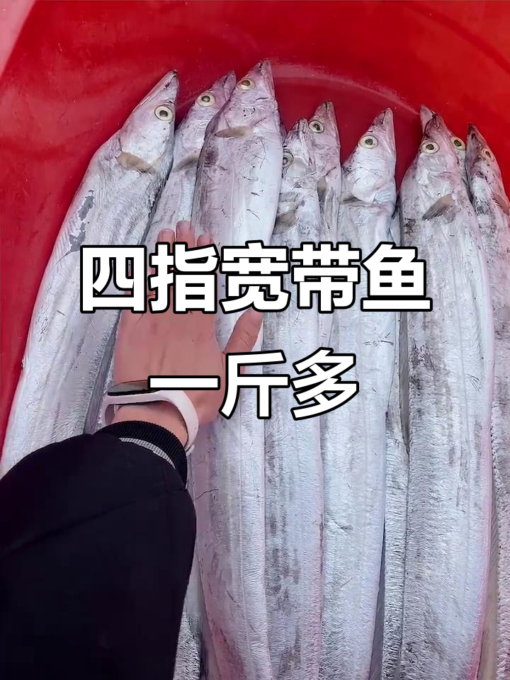 渤海带鱼四指宽,五斤一箱超值货