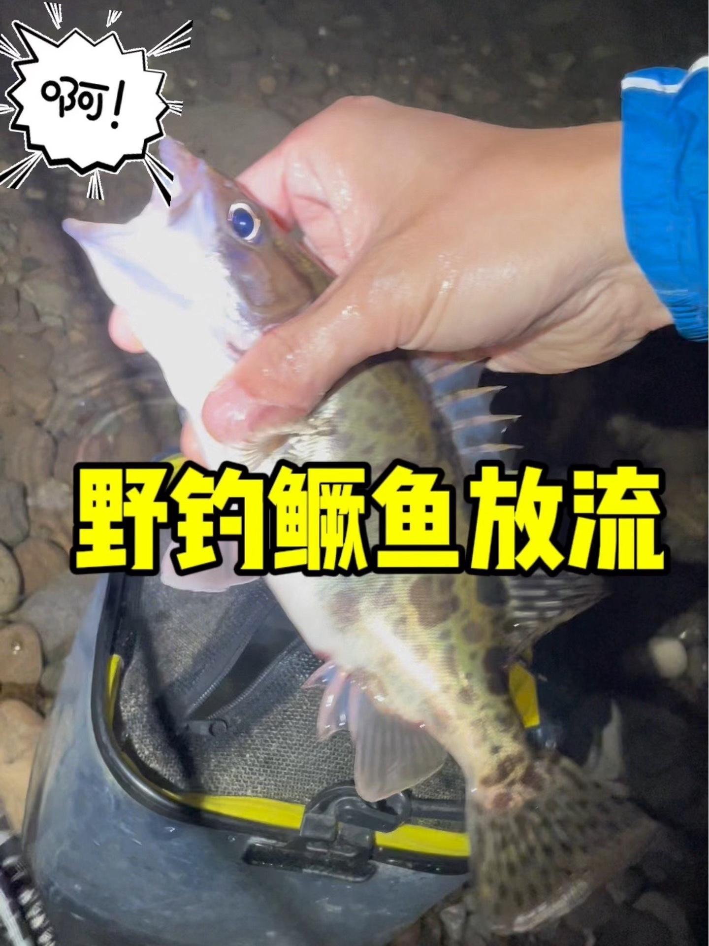 野钓鳜鱼放流 路亚 路亚鳜鱼 北京野钓 路亚野钓 鳜鱼