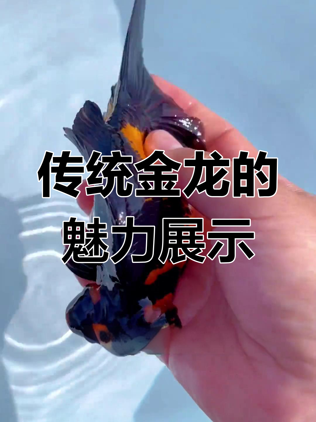 龙睛蝶尾与黑龙鲸的精彩演绎,水墨画般的金鱼世界