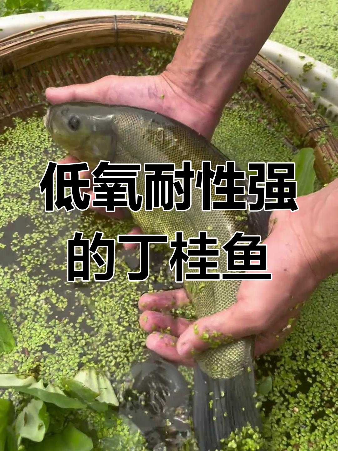丁桂鱼:低氧环境也能生存,杂食性强,生长迅速
