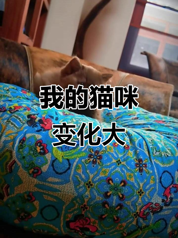 看看我和我的猫的变化,肉桂色英短成长记