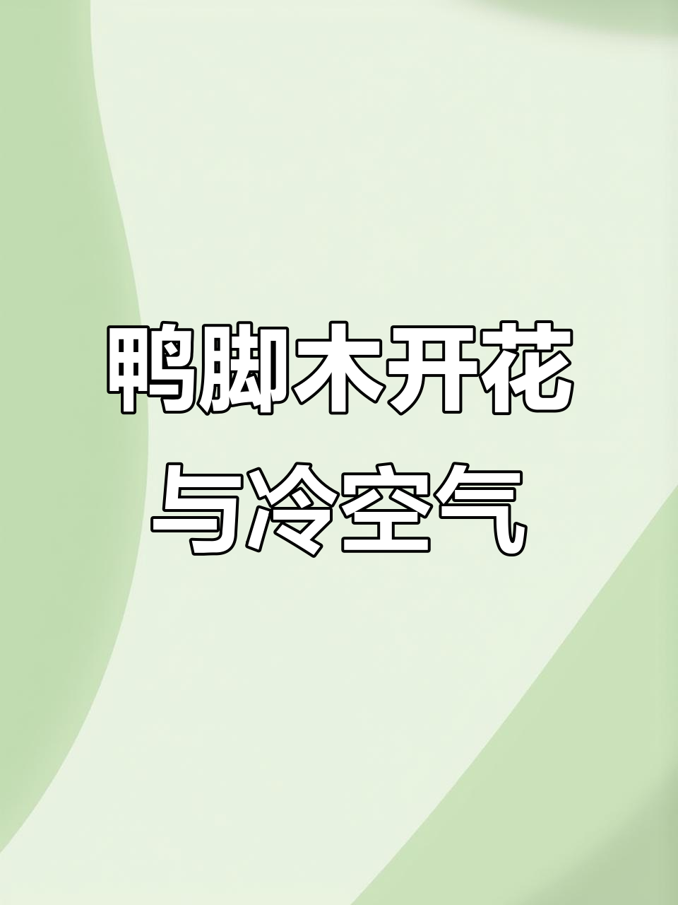 鸭脚木开花,流蜜期能否躲过寒潮?