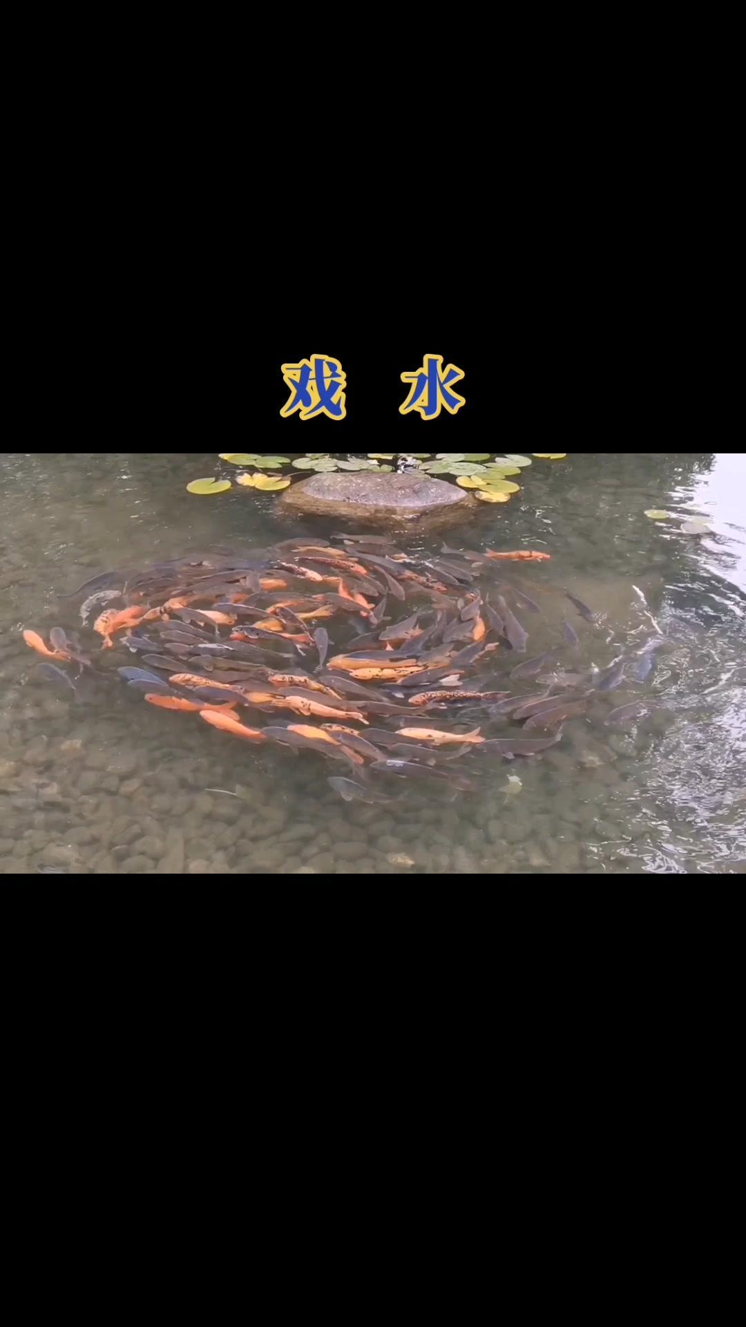 群鱼戏水 好运锦鲤 鱼儿自由自在的水中游