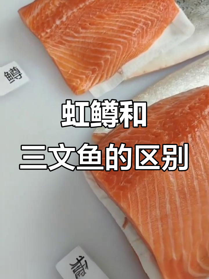 红鳟鱼与挪威三文鱼的鱼肉区别，脂肪腺清晰可见