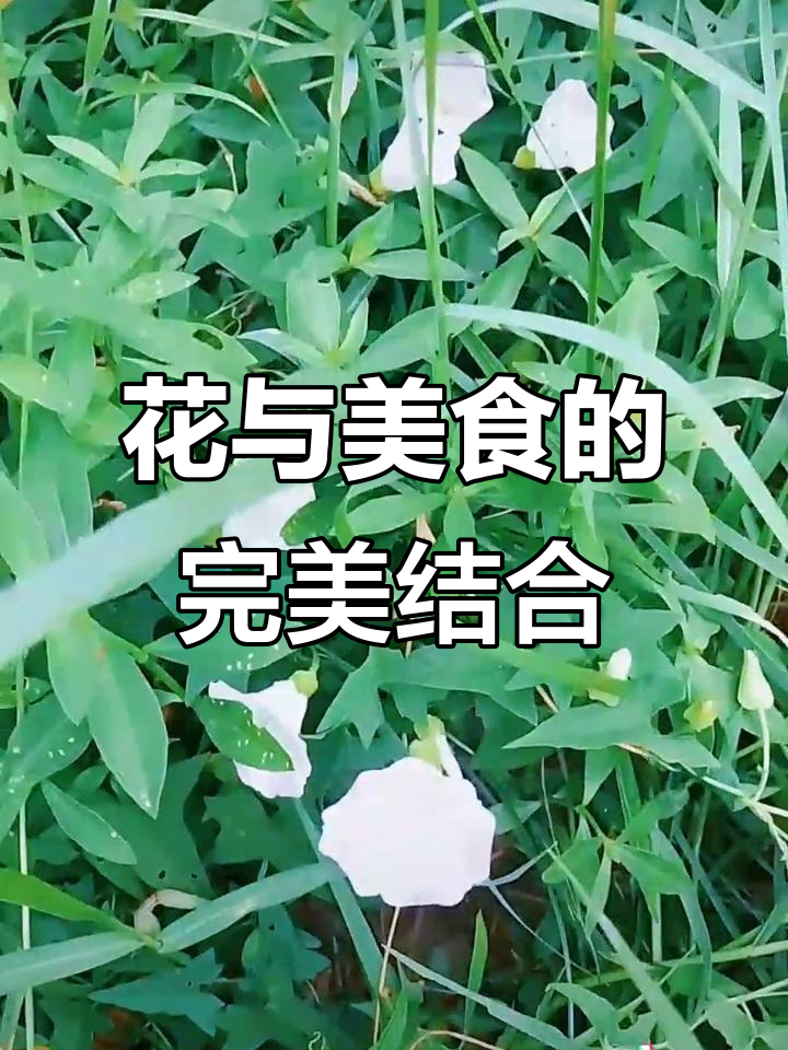 2024年最值得分享的花,安井虾滑美味又有颜