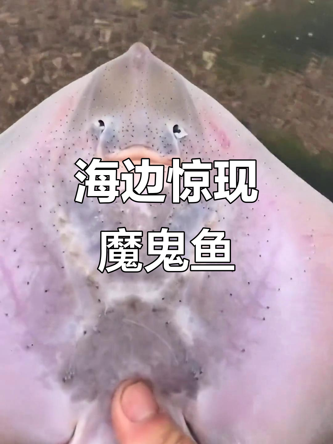 赶海发现魔鬼鱼,吸盘力惊人!海边奇遇大揭秘