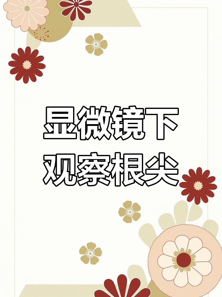 根尖与顶芽结构观察实验