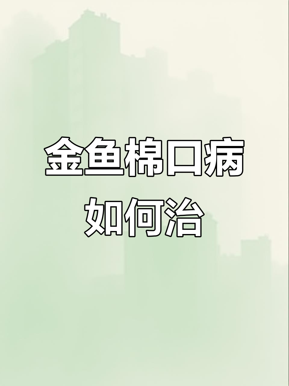 兰寿金鱼绵口病治疗全攻略,轻松应对白嘴病害