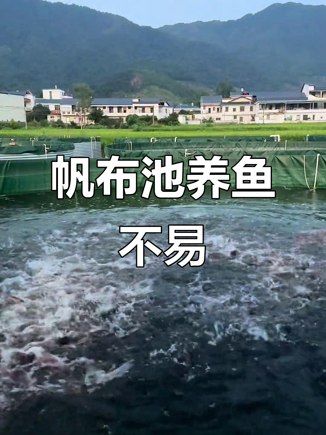 帆布池养殖风险大,新手慎入!科学养殖才是成功之道