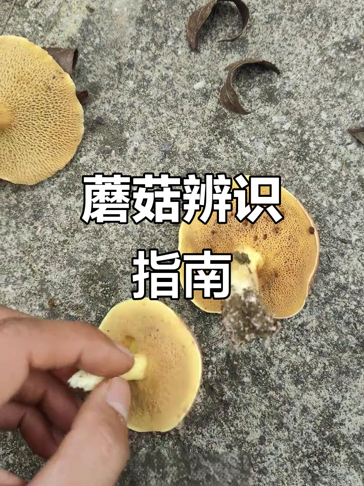 野生蘑菇季节来临,教你辨别两种常见种类,避免误食风险