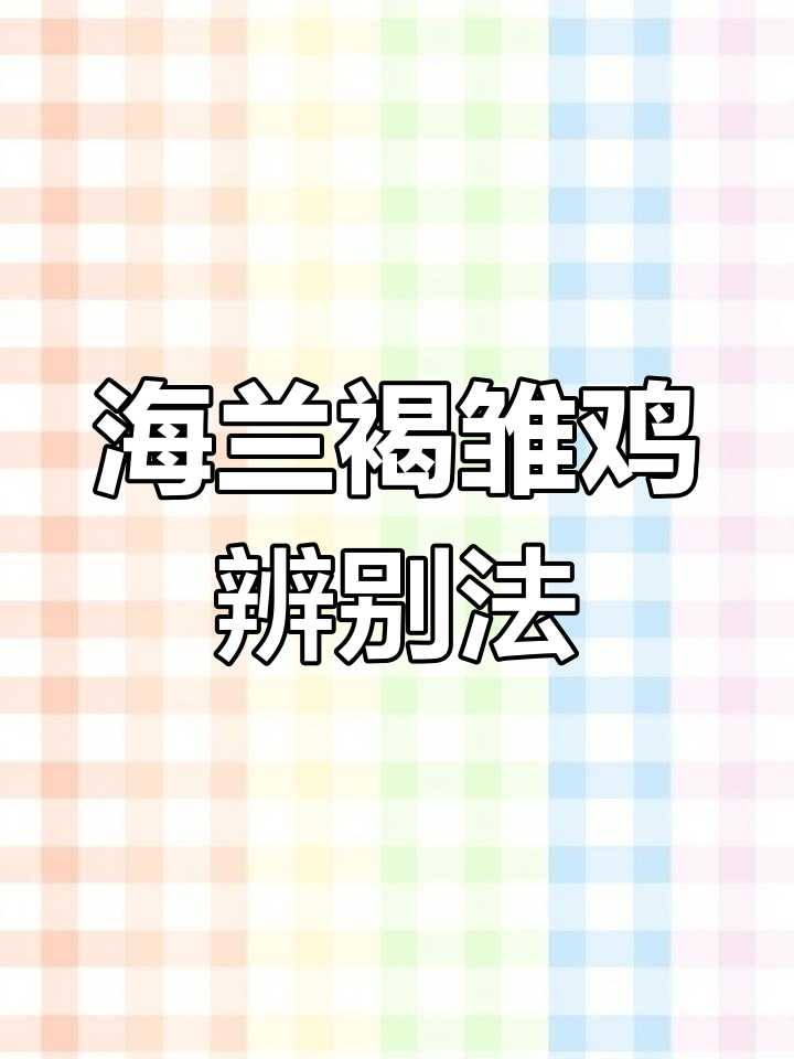 刚出壳的海兰褐蛋鸡,公母一眼辨!
