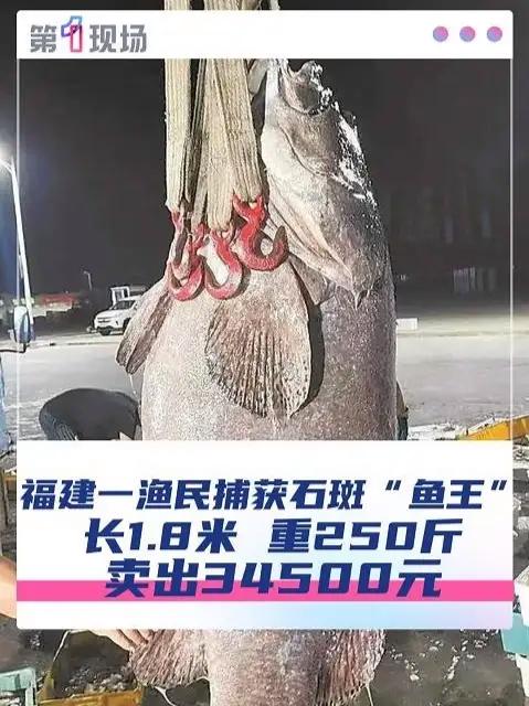 近日,福建泉州的一位渔民捕获一条长约1.8米、重达250斤的石斑鱼,整条鱼以34500元的