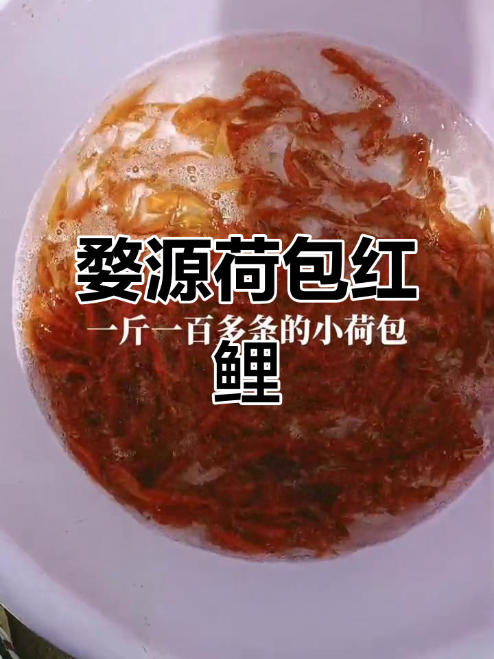 婺源荷包红鲤鱼苗,梦想起航的起点