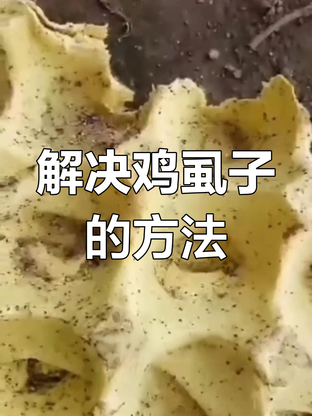 鸡虱子问题如何解决?卫生与药物双管齐下