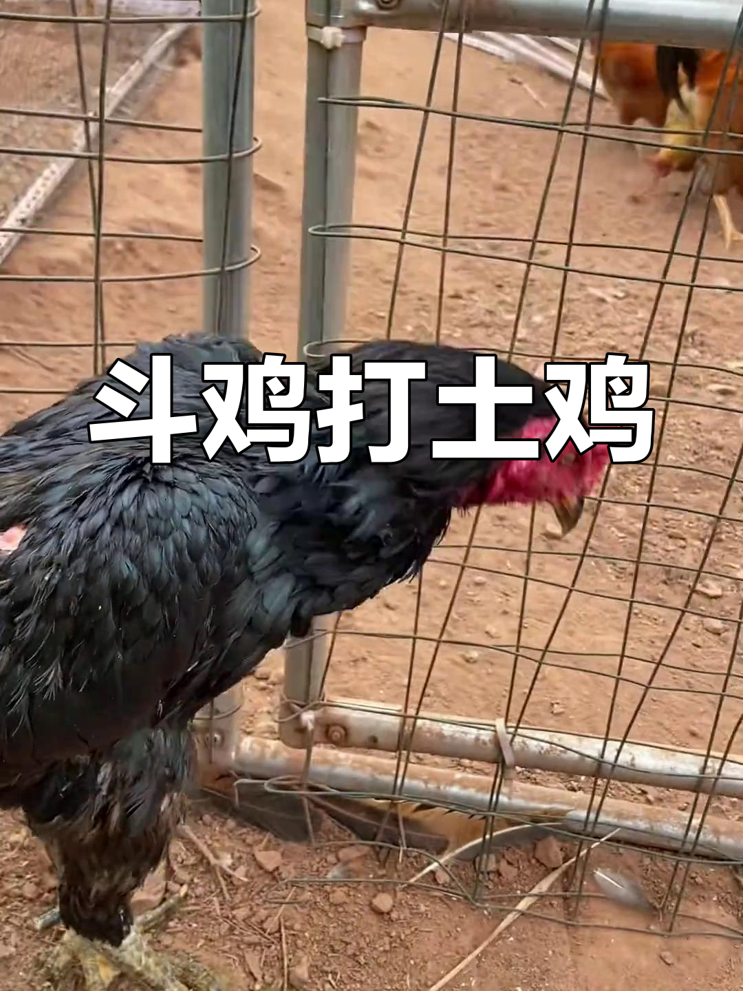 斗鸡与土鸡的激烈对战,场面惨烈