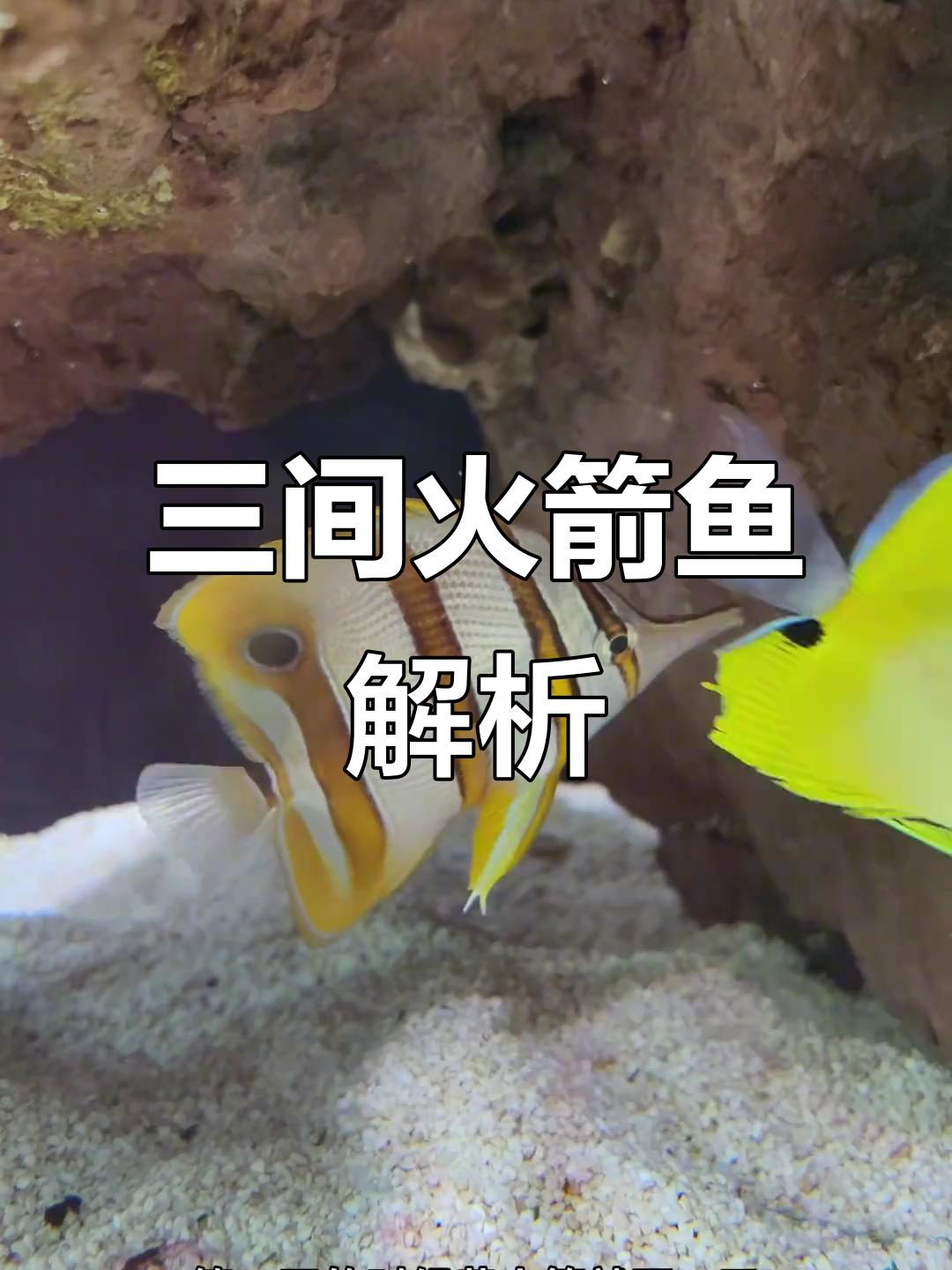 三间火箭鱼好养吗?吃珊瑚吗?价格如何?