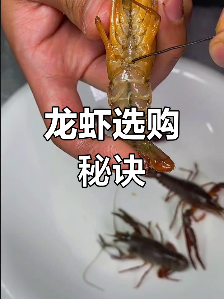 如何挑选新鲜龙虾?公母辨别与肉质判断全解析!