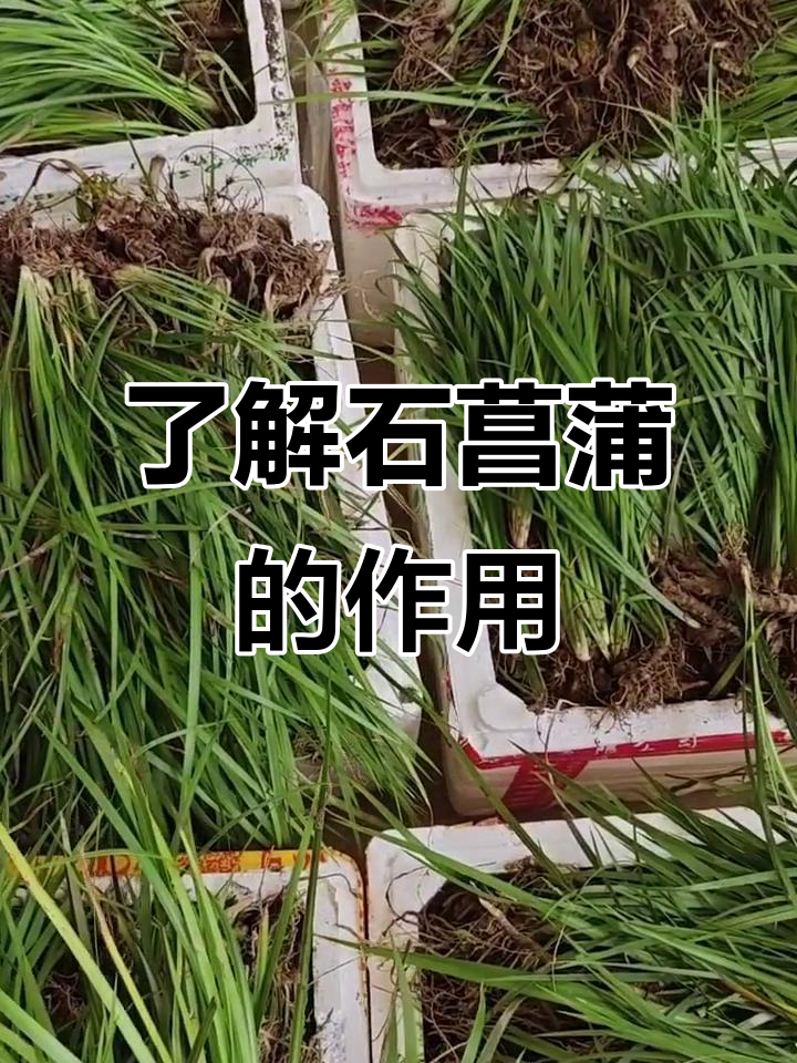 石菖蒲的神奇作用与功效