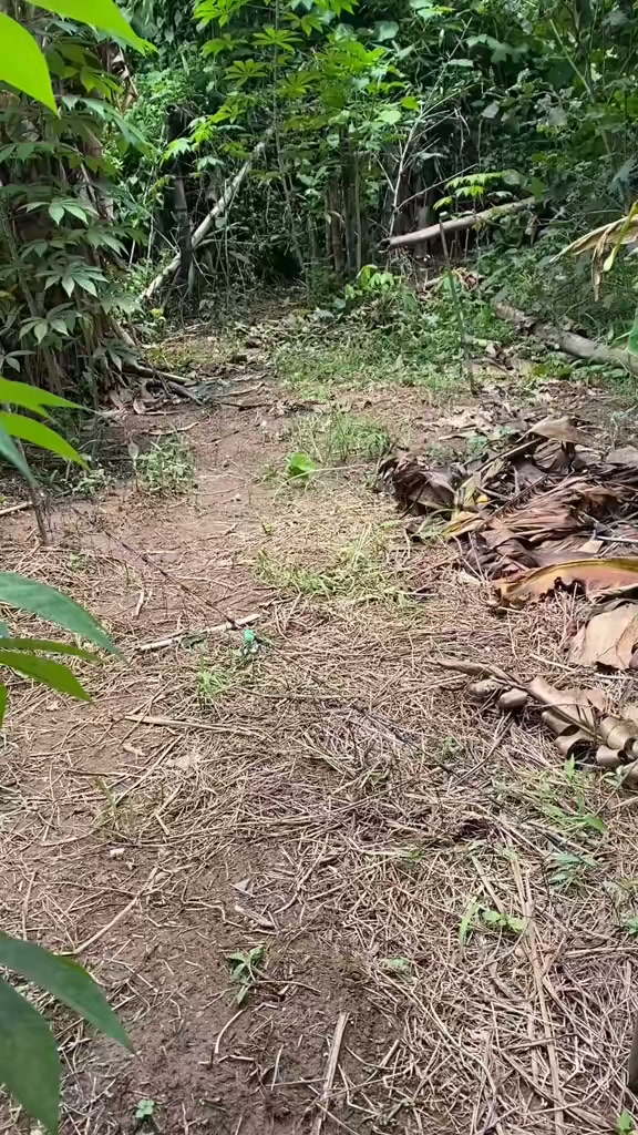 越南老表用声音引诱白面水鸡