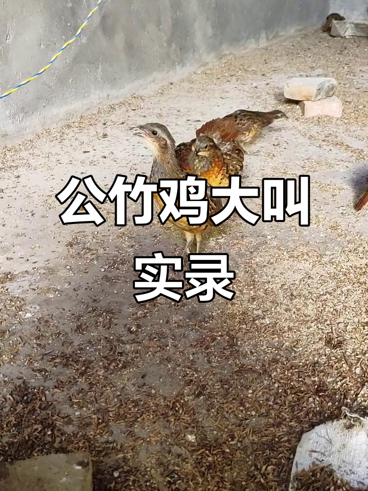 竹鸡公鸣声大揭秘,原声展示叫声魅力