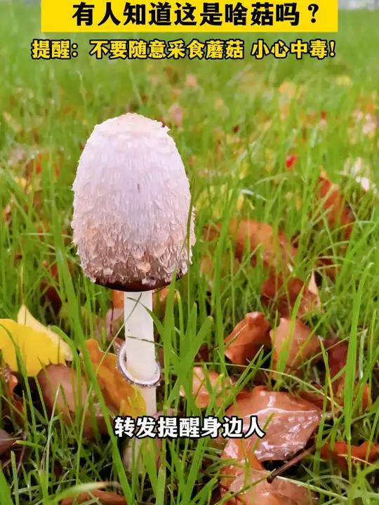 雨天草地长出“鸡腿蘑菇” 有人知道这是啥菇吗?(记者:吴明宪 制作:小文)